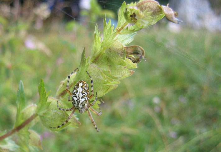 Aculepeira ceropegia